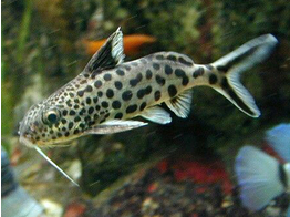 SYNODONTIS SP. MULTIPUNCTATUS SILVER 3-3 5