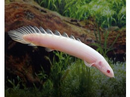 POLYPTERUS SENEGALUS ALBINO 7-10