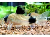 CORYDORAS PANDA  baby  1 8-2