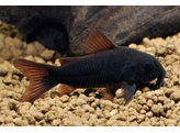 CORYDORAS AENEUS  BLACK VENEZUELA  XL