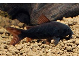 CORYDORAS AENEUS  BLACK VENEZUELA  XL