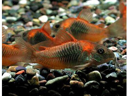 CORYDORAS AENEUS ORANGE VENEZUELA 2 5-3