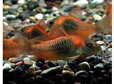 CORYDORAS AENEUS ORANGE VENEZUELA 2 5-3