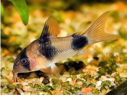 CORYDORAS WEITZMANI 2 5-3