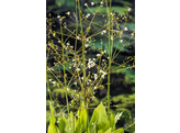 Alisma plantago-aquatica