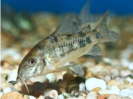 CORYDORAS PALEATUS 2-2 5