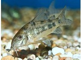 CORYDORAS PALEATUS 2-2 5