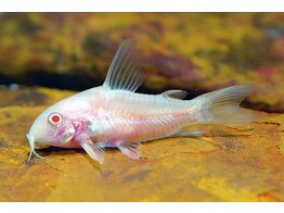 CORYDORAS PALEATUS ALBINO 2-2 5