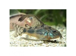 CORYDORAS PALEATUS LONG FIN 2-2 5