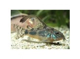 CORYDORAS PALEATUS LONG FIN 3-3 5