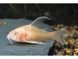 CORYDORAS PALEATUS ALBINO LONG FIN 2-2 5