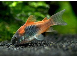 CORYDORAS VENESUELANUS 2 5-3