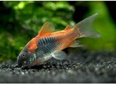 CORYDORAS VENESUELANUS 2 5-3