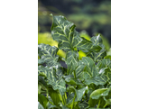 Arum italicum