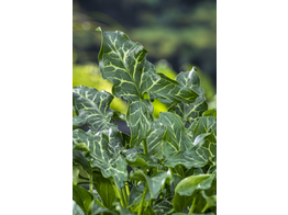 Arum italicum