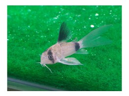 CORYDORAS PANDA LONG FIN 2 5-3