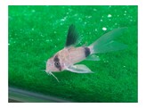 CORYDORAS PANDA LONG FIN 2 5-3