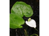 Calla palustris