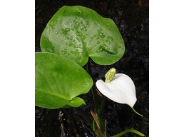 Calla palustris