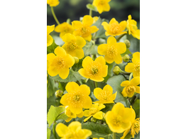 Caltha palustris