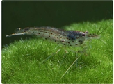 CARIDINA JAPONICA 1 5-2 breeding form