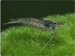 CARIDINA JAPONICA 1 5-2 breeding form