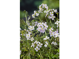 Cardamine pratensis