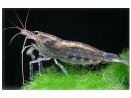 CARIDINA SP. 1-2 5