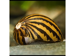 NERITINA TURRITA ZEBRA 2