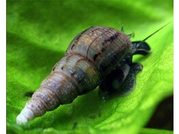 HORN SNAIL 2