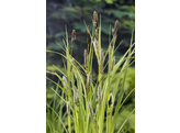 Carex riparia