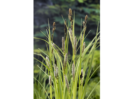 Carex riparia