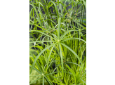 Cyperus alternifolius