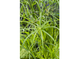 Cyperus alternifolius