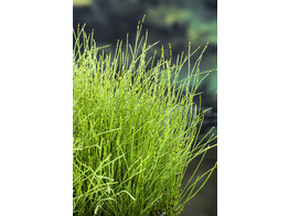 Equisetum scirpoides