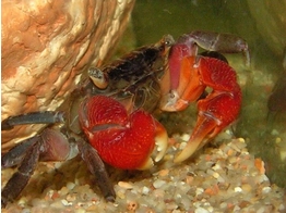 PSEUDOSESARMA MOESHI RED MINI CRAB 2 5-3