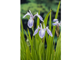 Iris laevigata  Mottled Beauty 