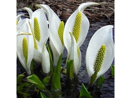 Lysichiton camtschatcensis