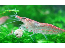 CARIDINA DENTICULATA  RED CHERRY  1