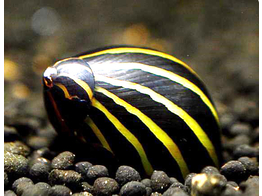 NERITINA SP. BIG LINE ZEBRA 1 5-2