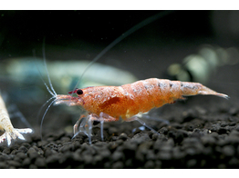 CARIDINA TAIWAN BEE RED BOLT 1 2-1 5