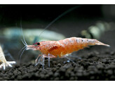 CARIDINA TAIWAN BEE RED BOLT 1 2-1 5