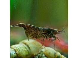 CARIDINA BLACK STAR 1