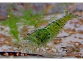 CARIDINA GREEN JADE 1