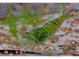 CARIDINA GREEN JADE 1