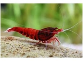 CARIDINA TAIWAN BEE WINE RED 1 2-1 5