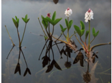 Menyanthes trifoliata