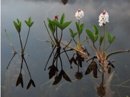 Menyanthes trifoliata