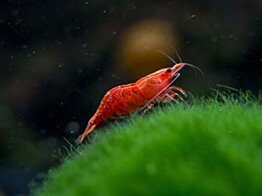 CARIDINA BLOODY MARY 1-1 5