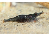 CARIDINA WHITE SPOTTED BLACK 1 5-2